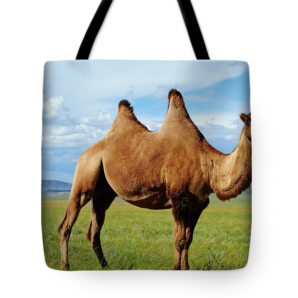 Scenics Tote Bag featuring the photograph Mongolia, Zavkhan, Bactriane Camel On by Tuul & Bruno Morandi