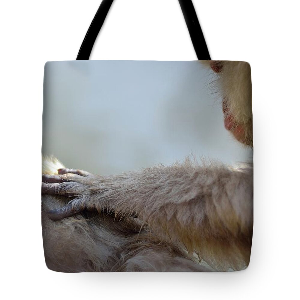 Animal Themes Tote Bag featuring the photograph Monkey Head Massage by Electravk