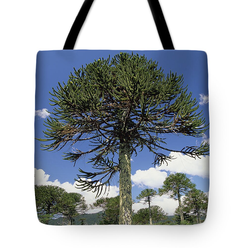 Feb0514 Tote Bag featuring the photograph Monkey Puzzle Tree Conguillio Np Chile by Gerry Ellis