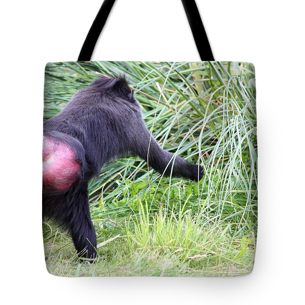 Zoo Tote Bag featuring the photograph Monkey showing red bottom by Simon Bratt