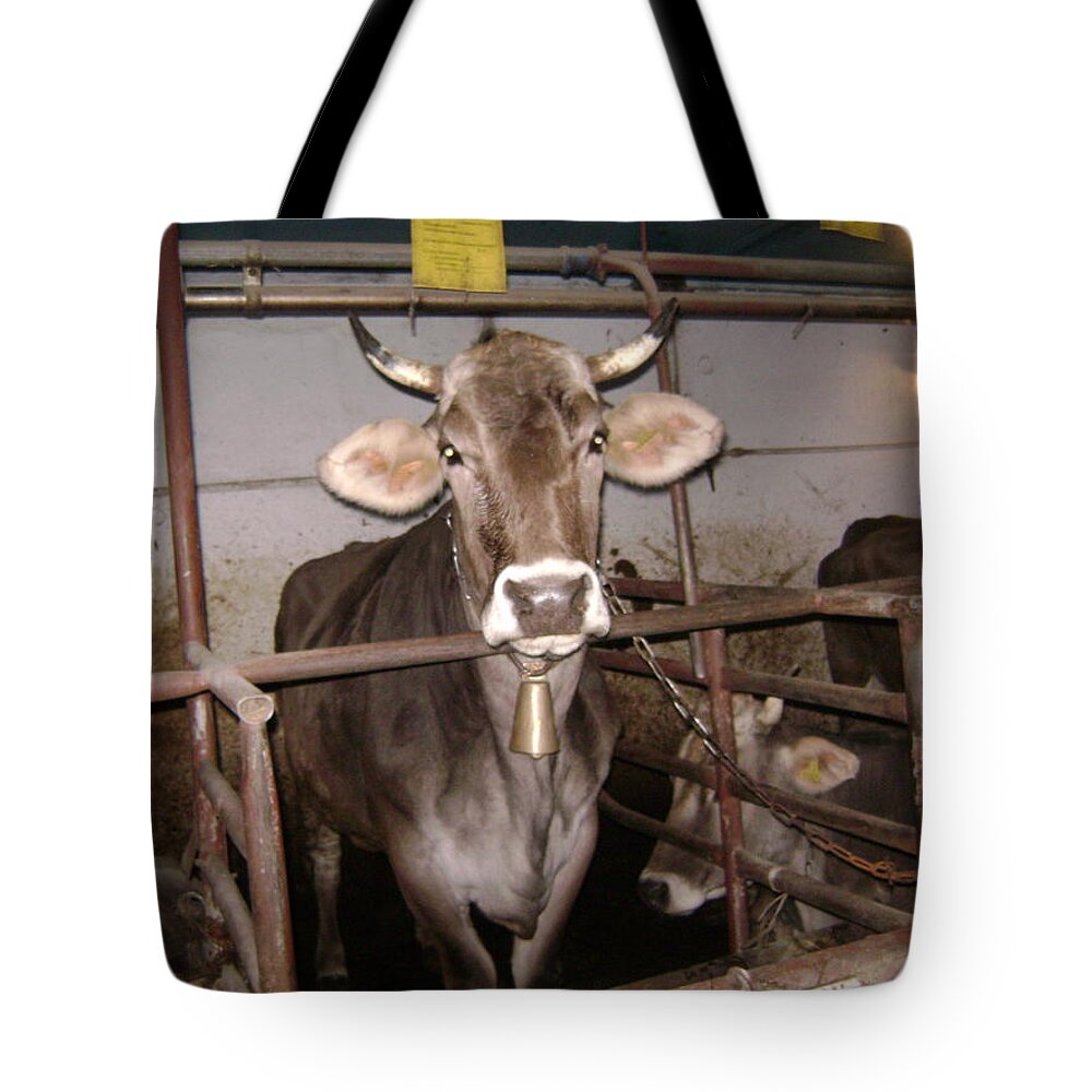 Animals Tote Bag featuring the photograph Mooooo by Moshe Harboun