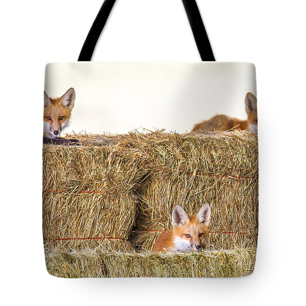 Fox Tote Bag featuring the photograph Morgan Bottom by Kevin Dietrich