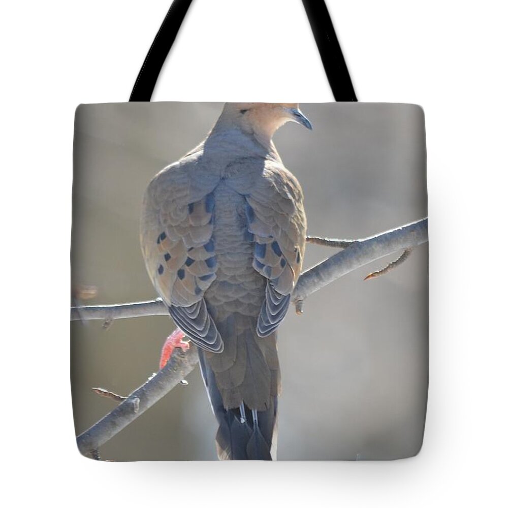 Morning Dove Tote Bag featuring the photograph Mourning Dove by Richard Bryce and Family
