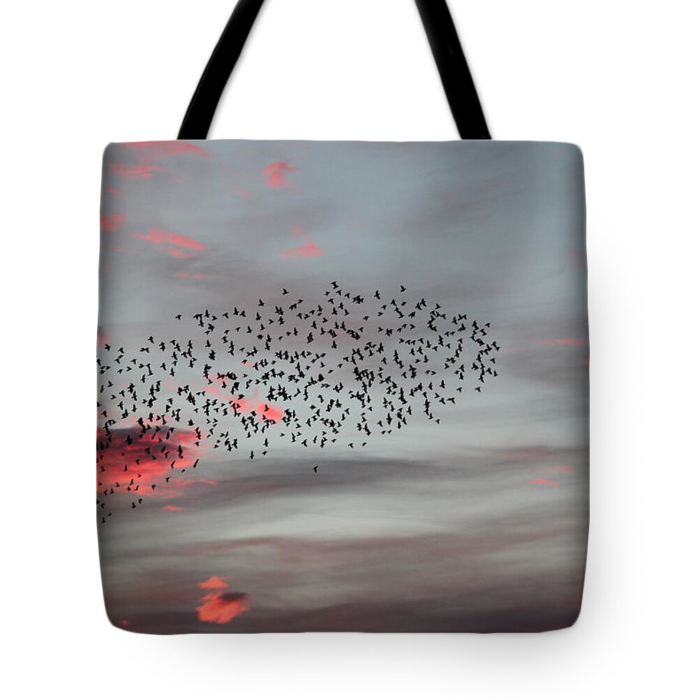 Abstract Photography Tote Bag featuring the photograph Morning Stretch by E Faithe Lester