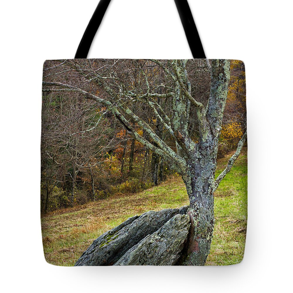 Tree Tote Bag featuring the photograph Moss covered tree holding a rock by Les Palenik