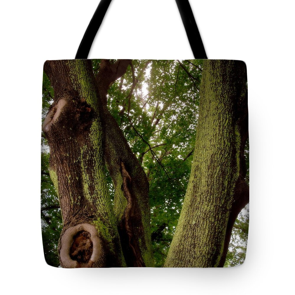 Tree Tote Bag featuring the photograph Moss Covered Tree by Jodie Marie Anne Richardson Traugott     aka jm-ART