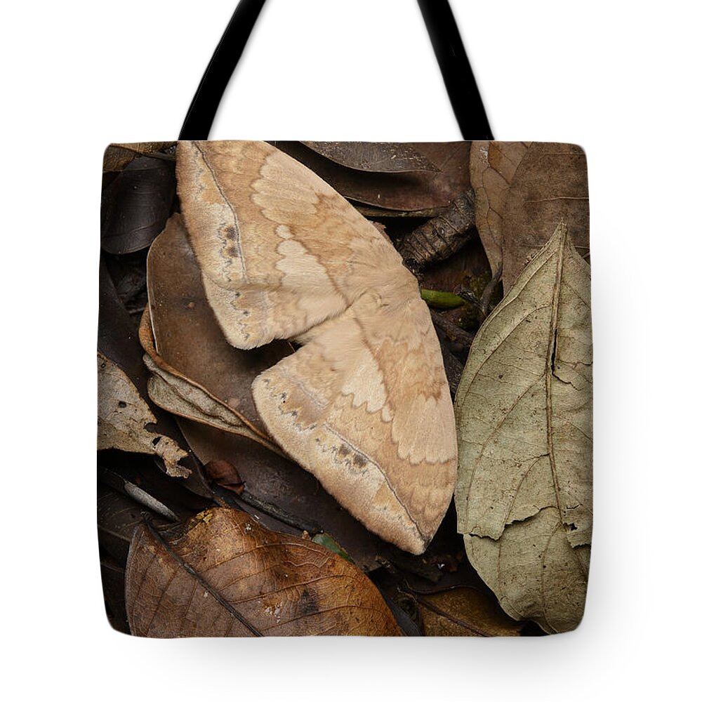 Moth Camouflaged Against Leaf Litter Tote Bag by Ch'ien Lee - Animals and  Earth