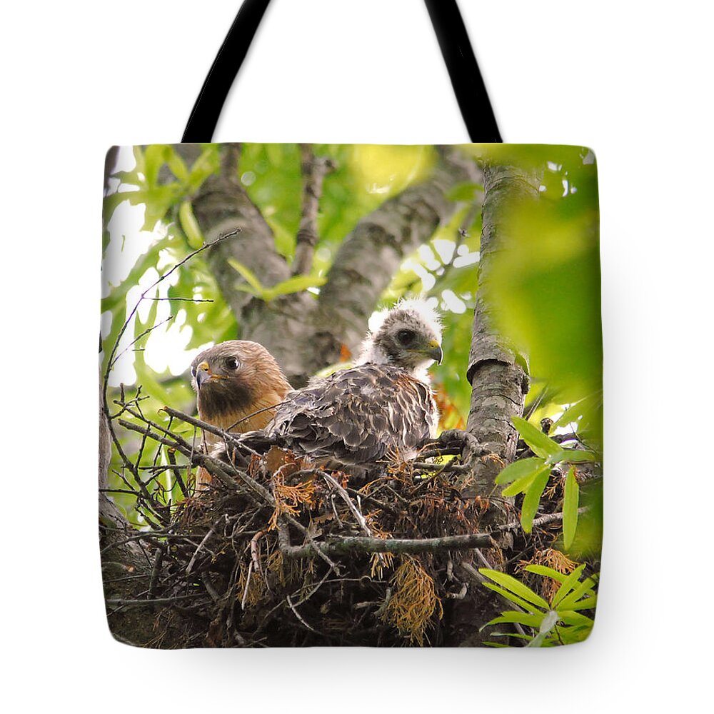 Red Shouldered Hawk Tote Bag featuring the photograph Mother and Baby Red Shouldered Hawk by Jai Johnson