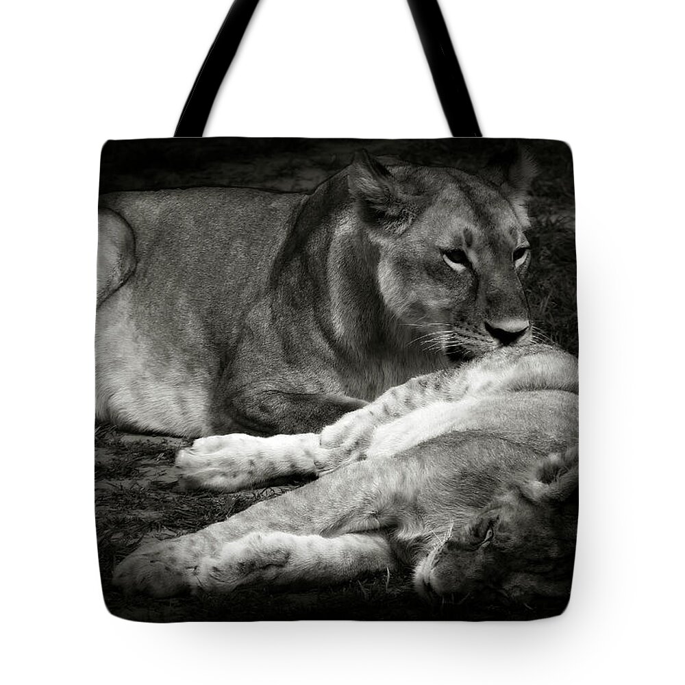 Lioness And Baby Tote Bag featuring the photograph Mother Love by Christine Sponchia
