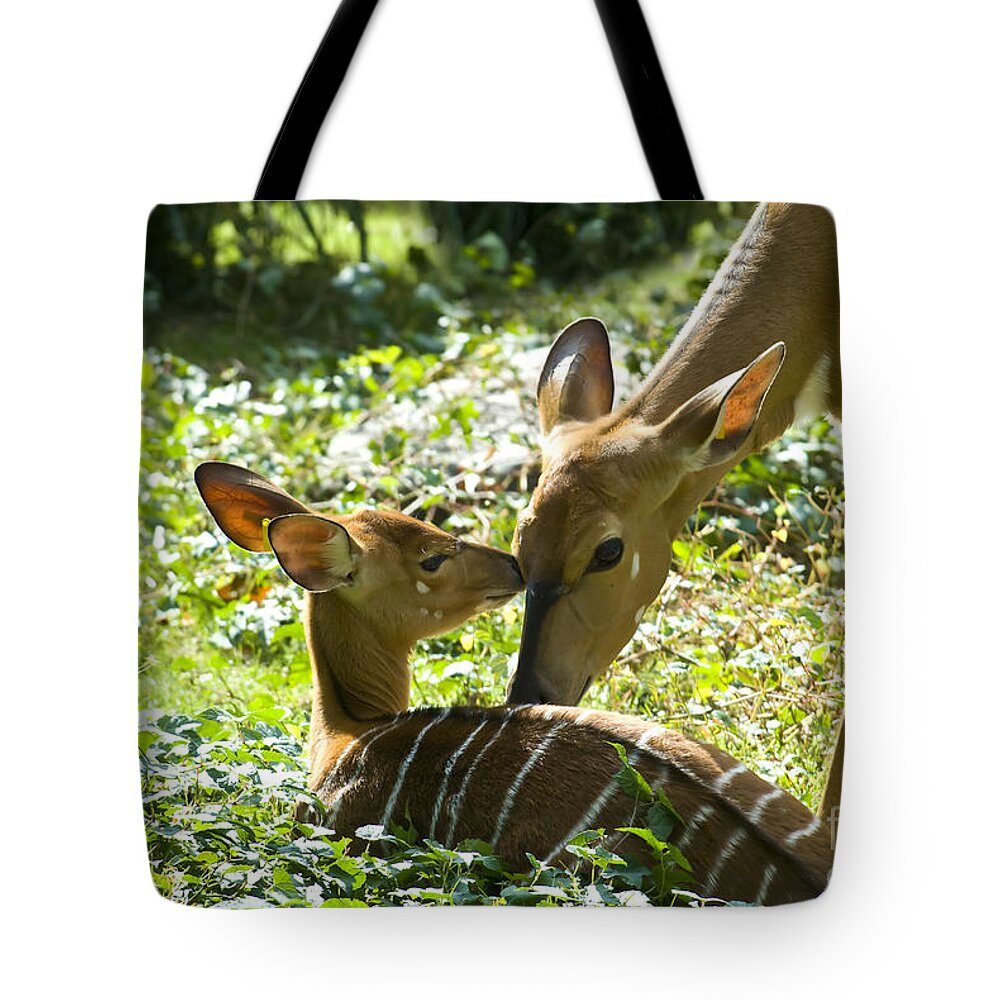 Deer Tote Bag featuring the photograph Motherly Love by Anthony Sacco