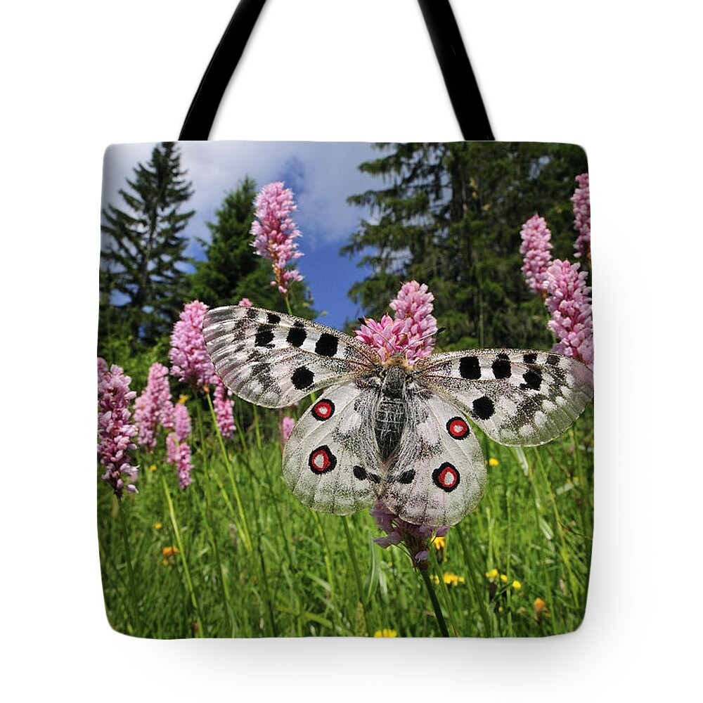 Feb0514 Tote Bag featuring the photograph Mountain Apollo On Common Bistort by Thomas Marent