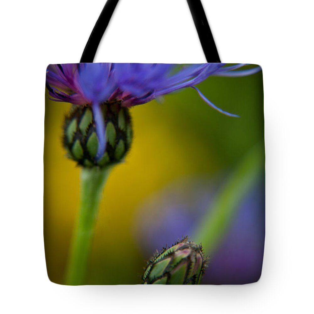 Floral Tote Bag featuring the photograph Mountain Coneflower 2 by Theresa Tahara