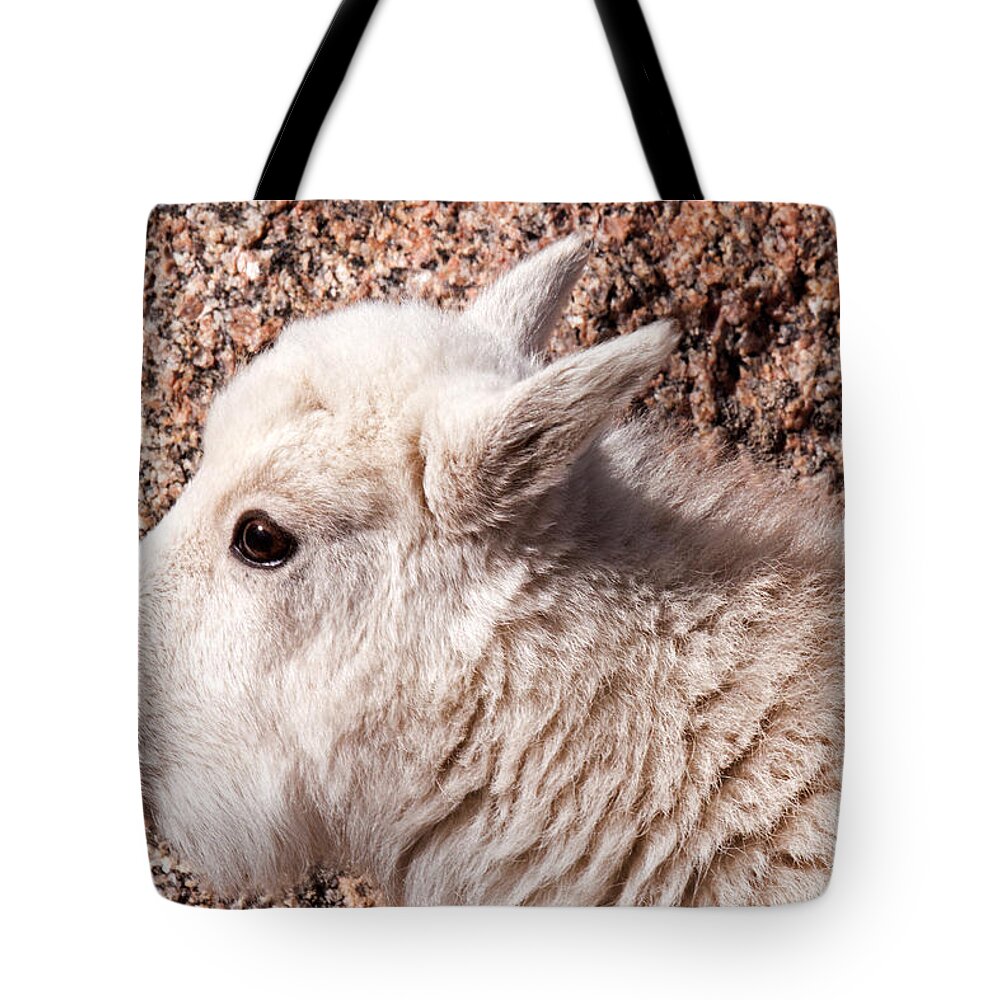 Arapaho National Forest Tote Bag featuring the photograph Mountain Goat Kid Portrait on Mount Evans by Fred Stearns
