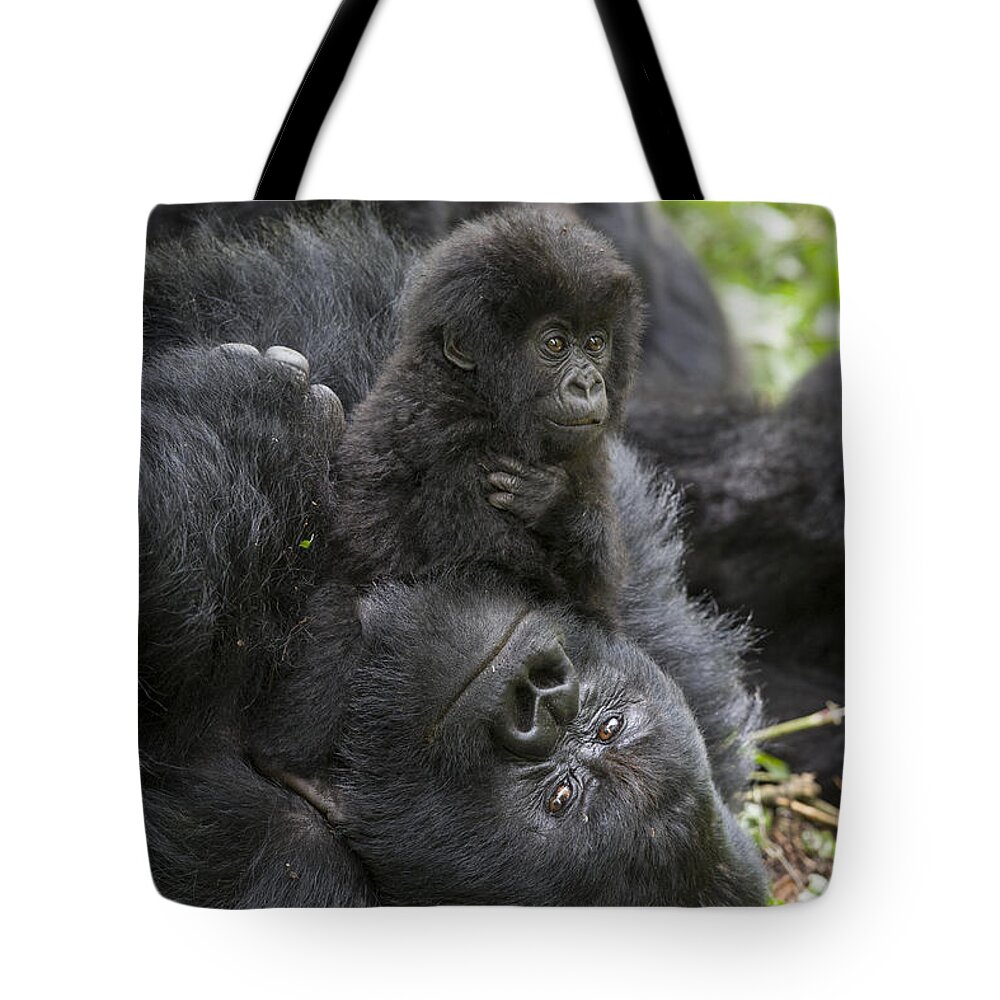 Feb0514 Tote Bag featuring the photograph Mountain Gorilla Baby Playing by Suzi Eszterhas