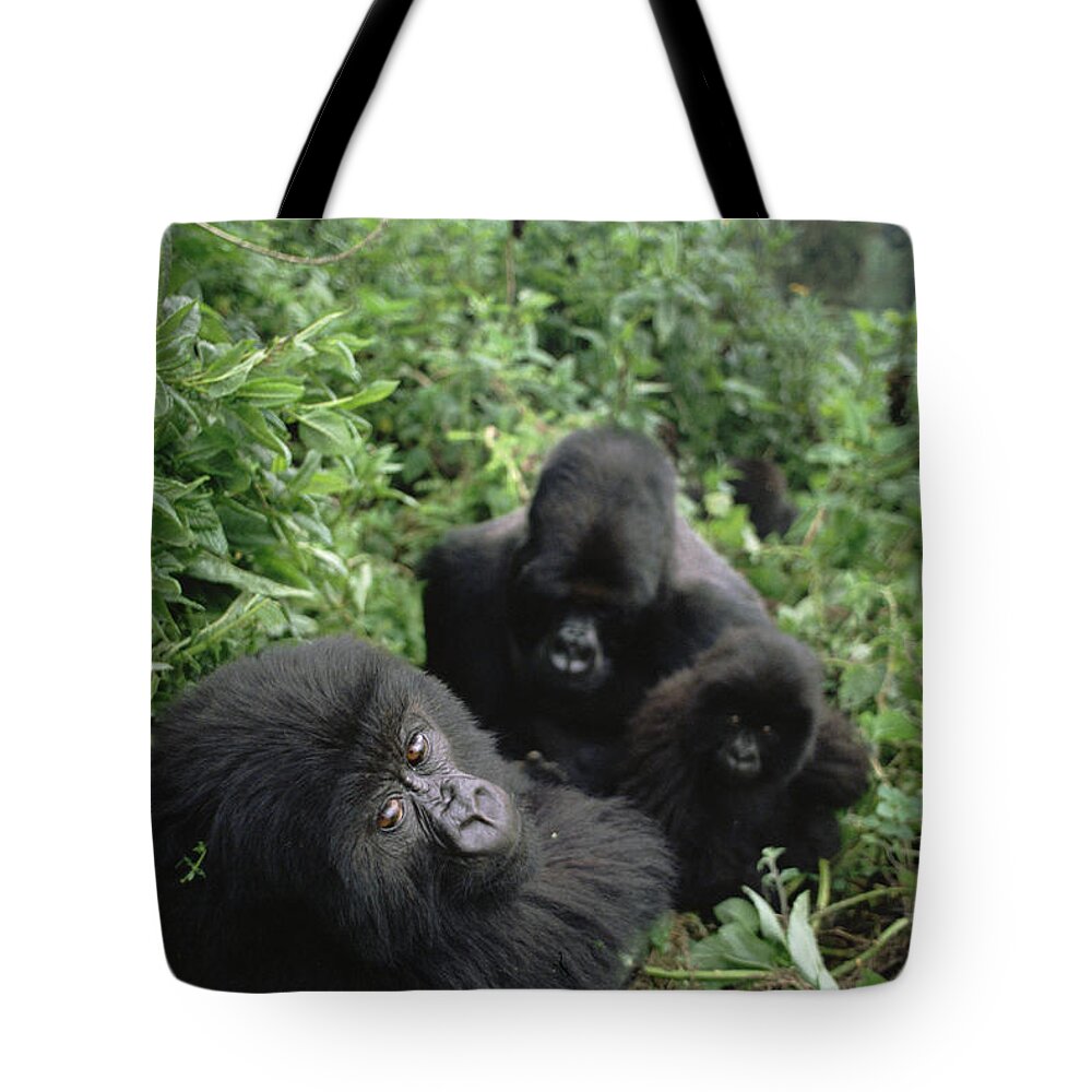 00200879 Tote Bag featuring the photograph Mountain Gorilla Family in Forest by Gerry Ellis