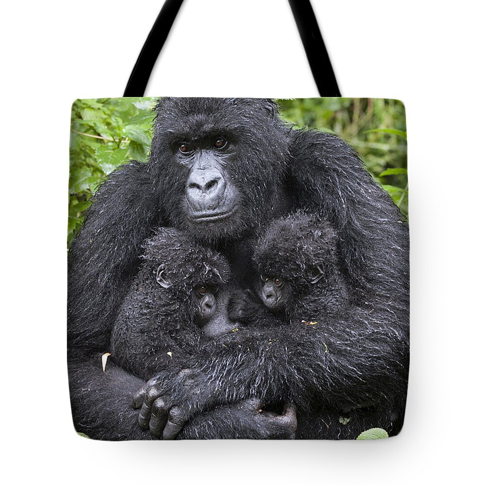 Feb0514 Tote Bag featuring the photograph Mountain Gorilla Mother And Twins by Suzi Eszterhas