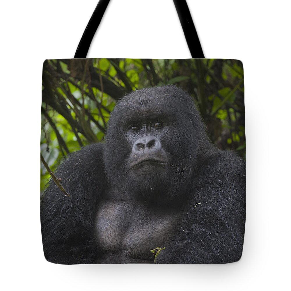 Feb0514 Tote Bag featuring the photograph Mountain Gorilla Sub-adult Male Rwanda by D. & E. Parer-Cook