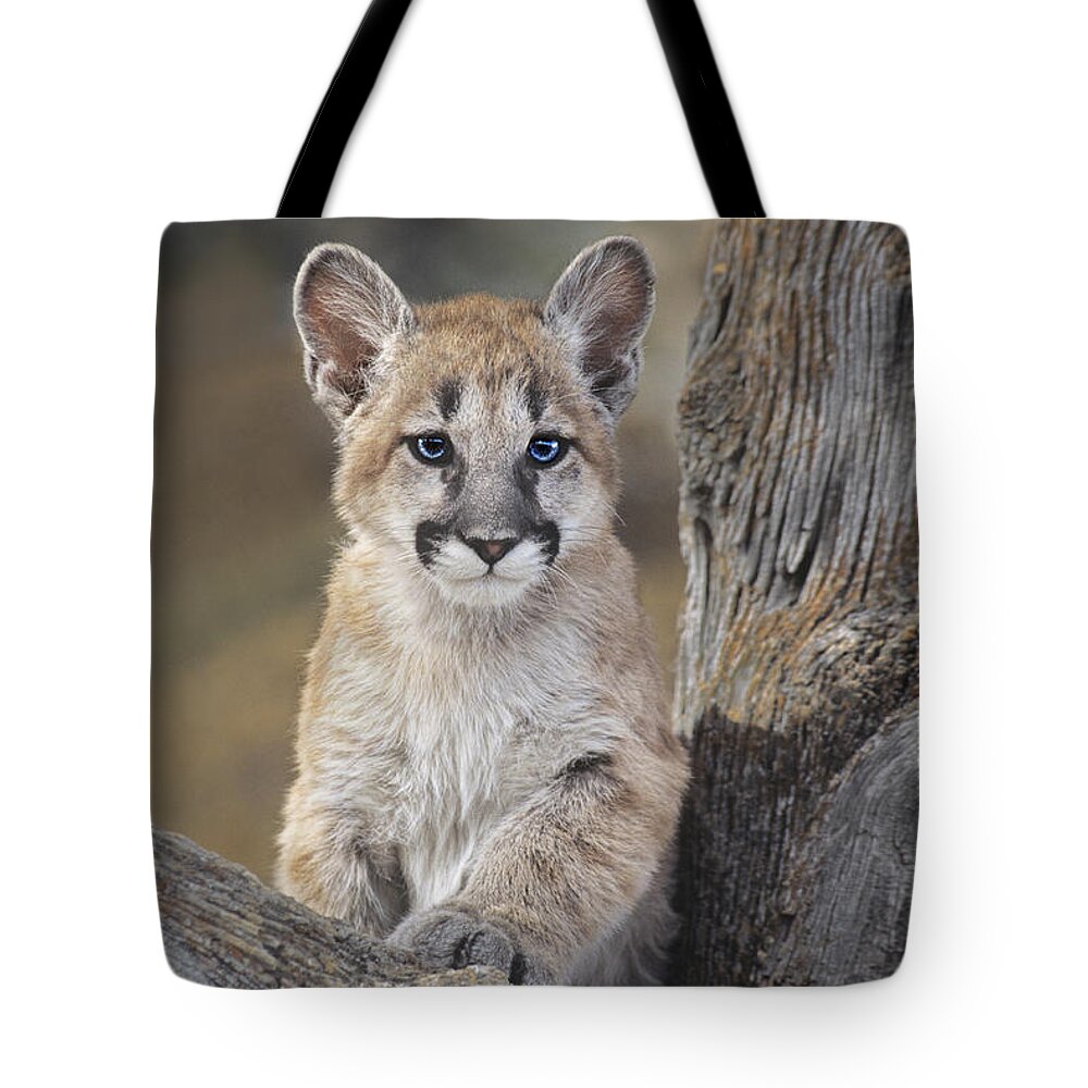 Mountain Lion Tote Bag featuring the photograph Mountain Lion Cub by Dave Welling