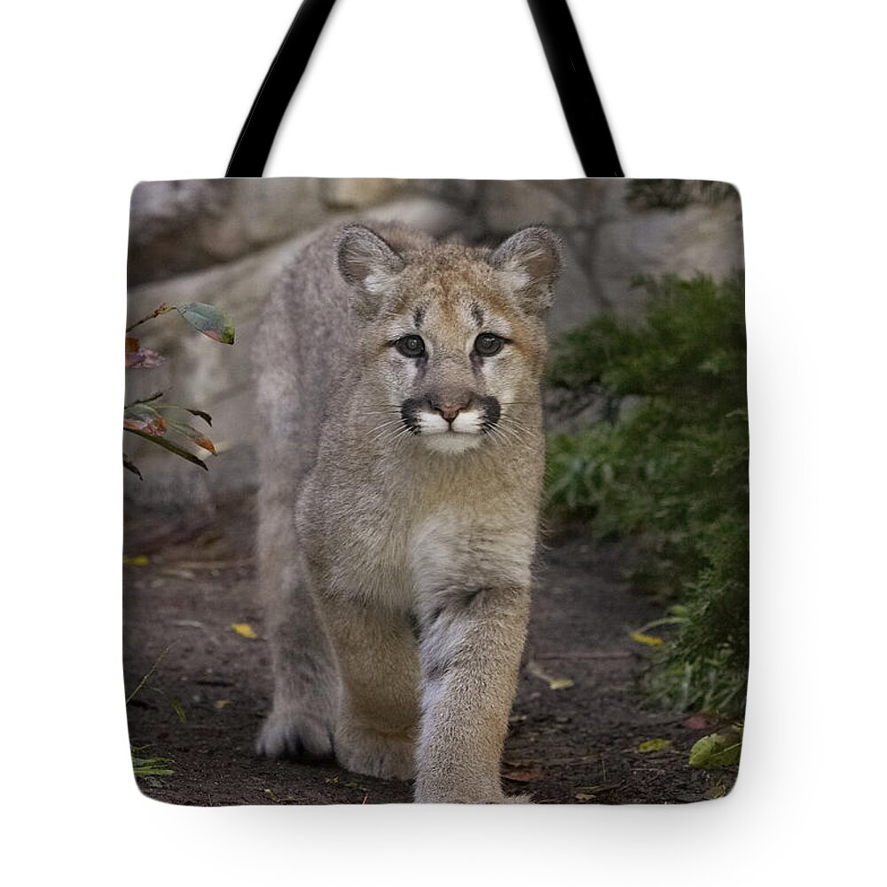 Feb0514 Tote Bag featuring the photograph Mountain Lion Cub Walking by San Diego Zoo