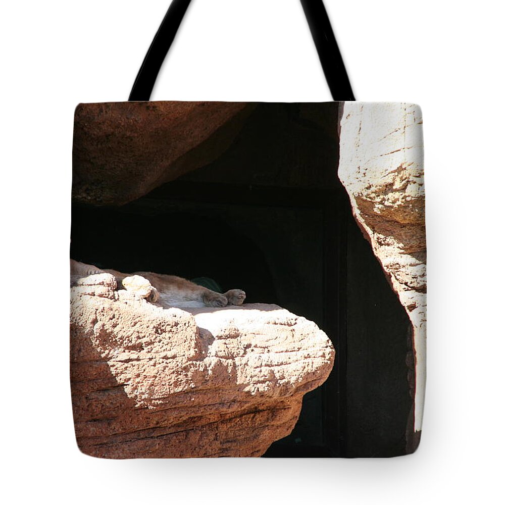 Mountain Lion Tote Bag featuring the photograph Mountain Lion by David S Reynolds