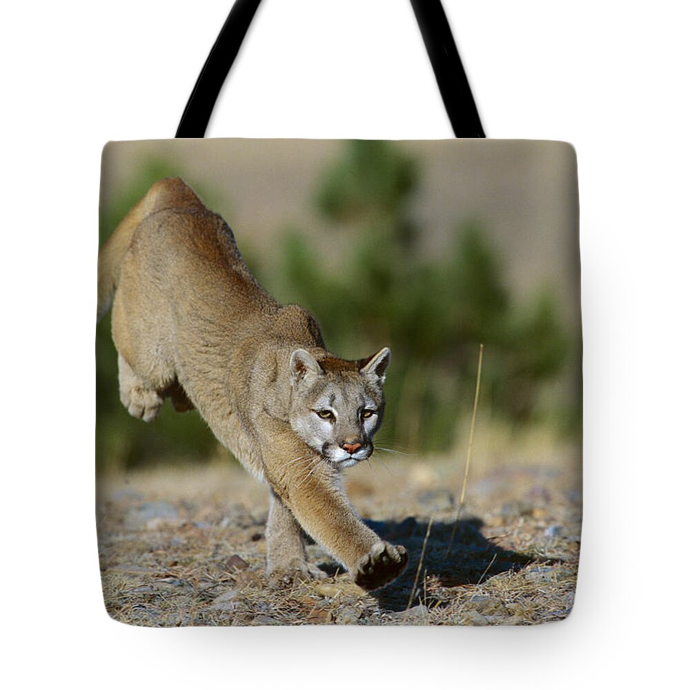 Feb0514 Tote Bag featuring the photograph Mountain Lion Running Colorado by Konrad Wothe
