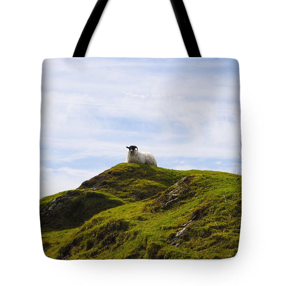Mountain Tote Bag featuring the photograph Mountain Sheep by Bill Cannon