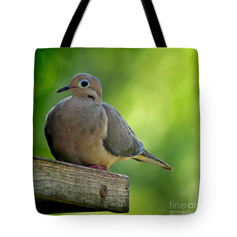Aviary Tote Bag featuring the photograph Mourning Dove at Feeder by Karen Adams