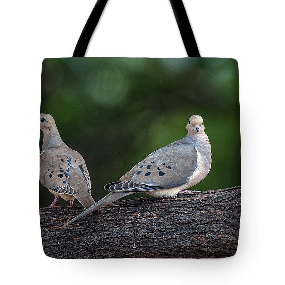 Mourning Doves Tote Bag featuring the photograph Mourning Doves by Tam Ryan