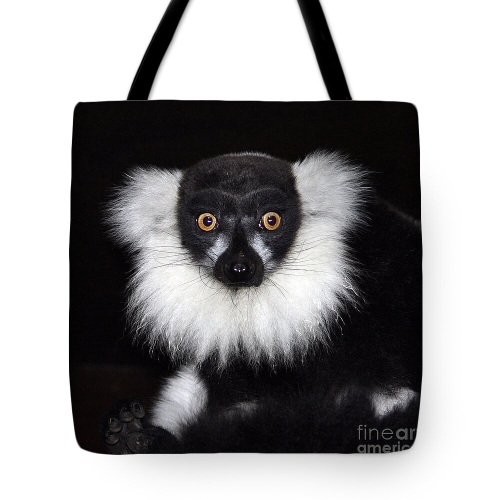 Black & White Ruffed Lemur Tote Bag featuring the photograph Mr Lemur by Terri Waters