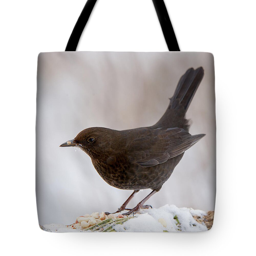 Mrs Blackbird And Peanuts Tote Bag featuring the photograph Mrs Blackbird and the peanuts by Torbjorn Swenelius