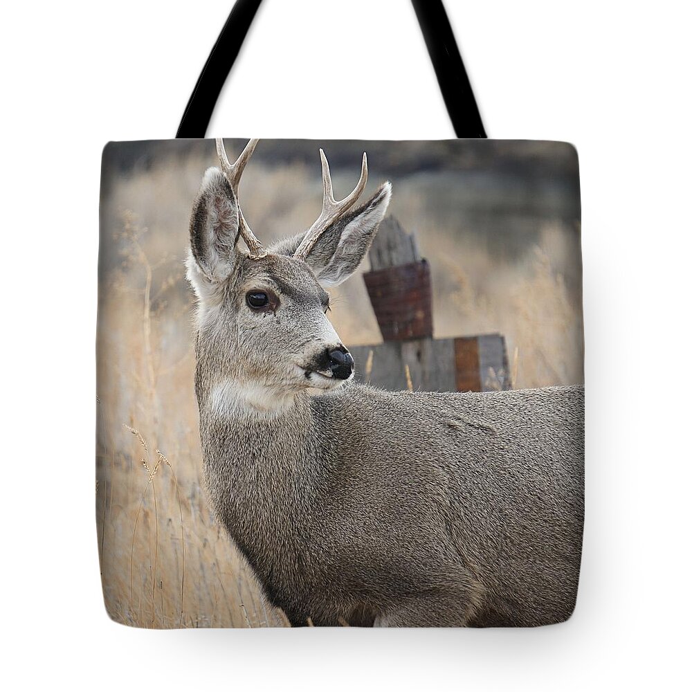 Mule Deer Tote Bag featuring the photograph Mule Deer by Jenny Hudson