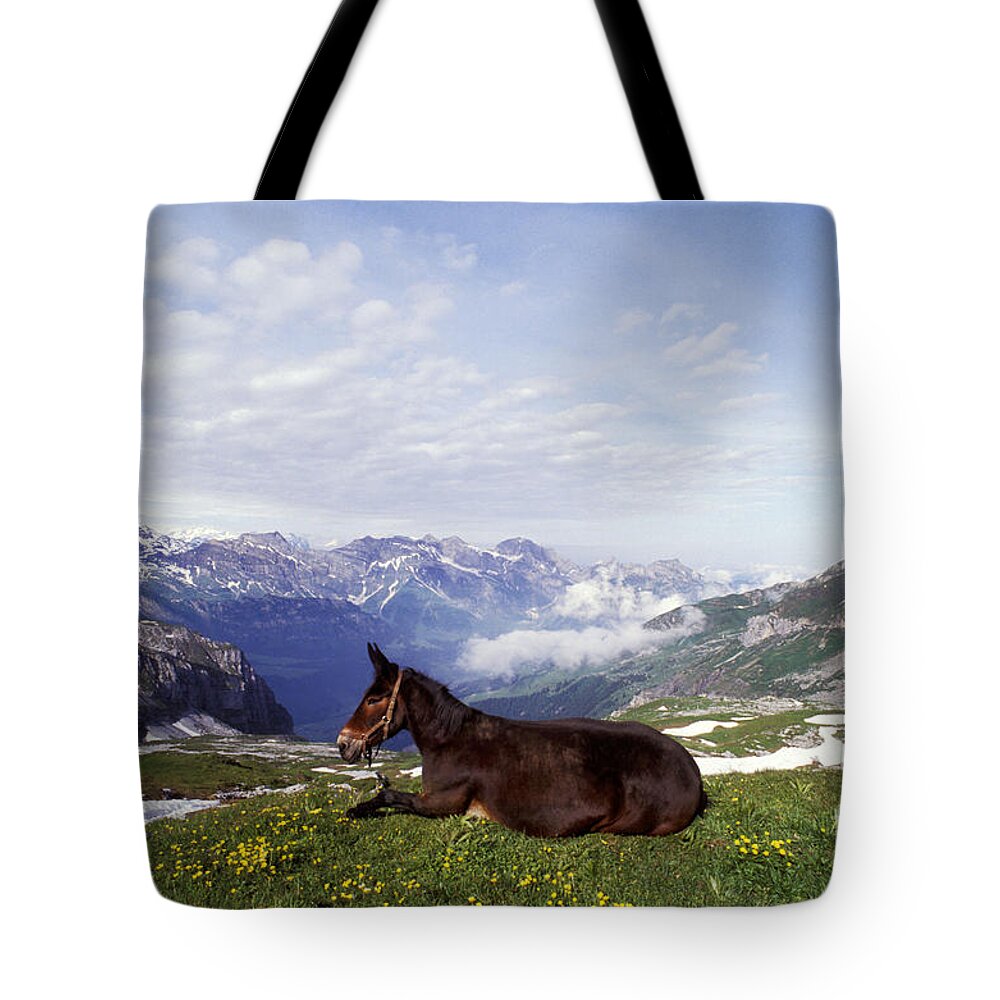 Horse Tote Bag featuring the photograph Mule Lying Down In Alpine Meadow by Rolf Kopfle