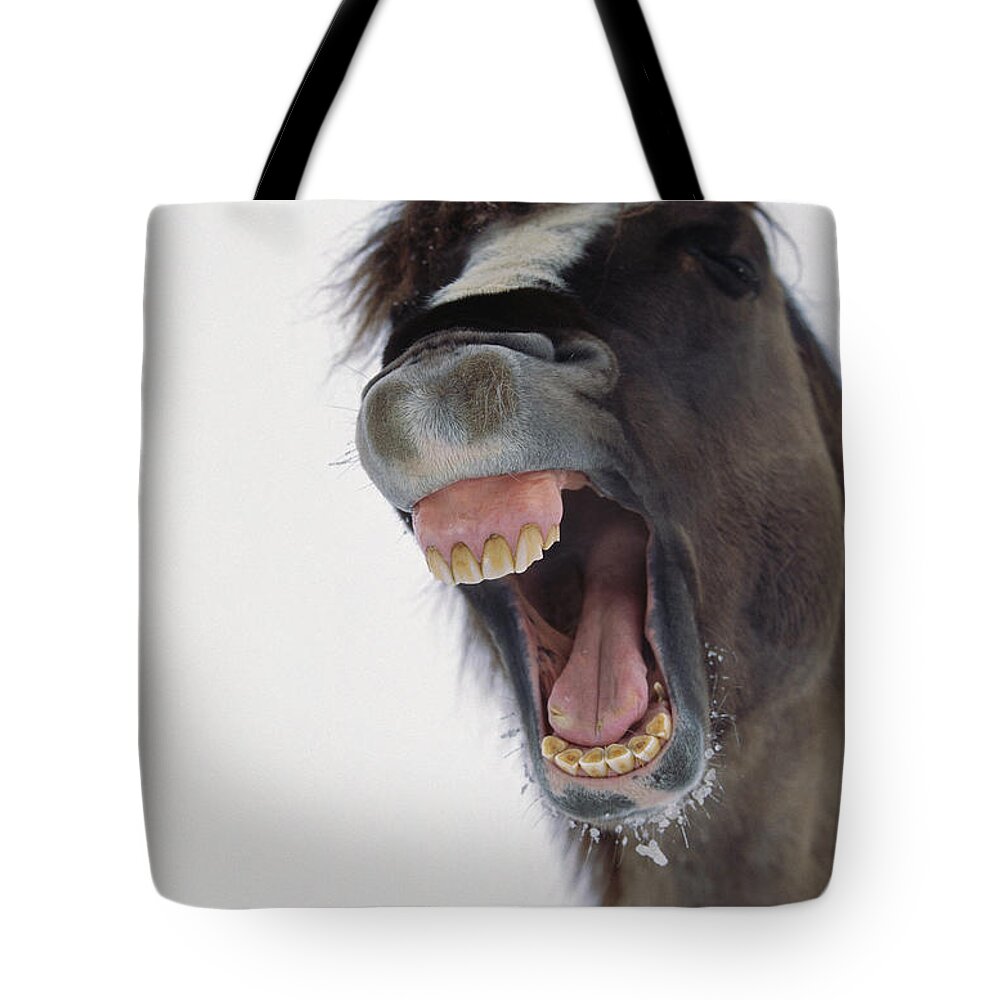 00340139 Tote Bag featuring the photograph Mustang Stallion Yawning by Yva Momatiuk John Eastcott