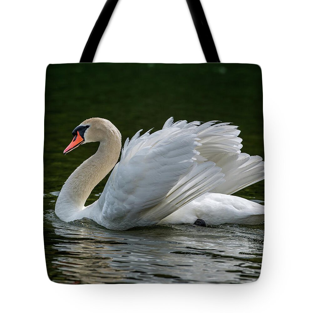 Photography Tote Bag featuring the photograph Mute Swan Cygnus Olor Displaying by Panoramic Images