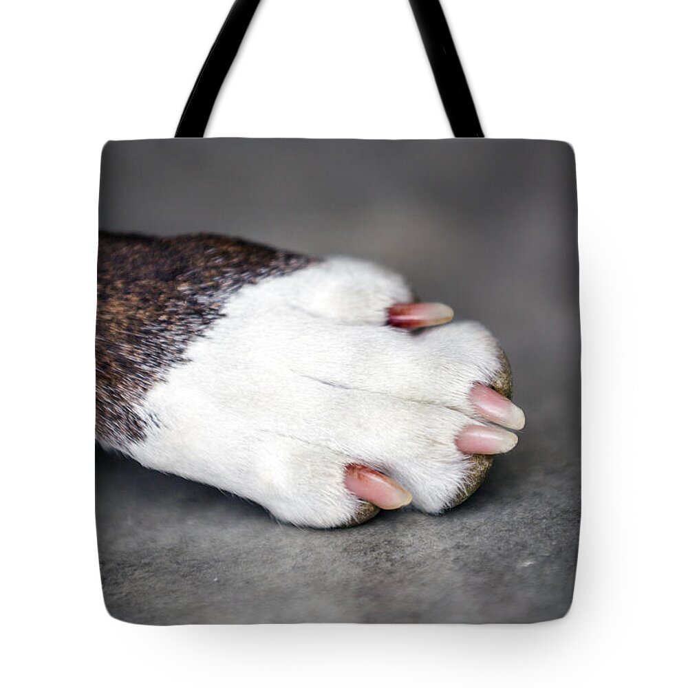 Boxer Tote Bag featuring the photograph Nail Biter by Sennie Pierson