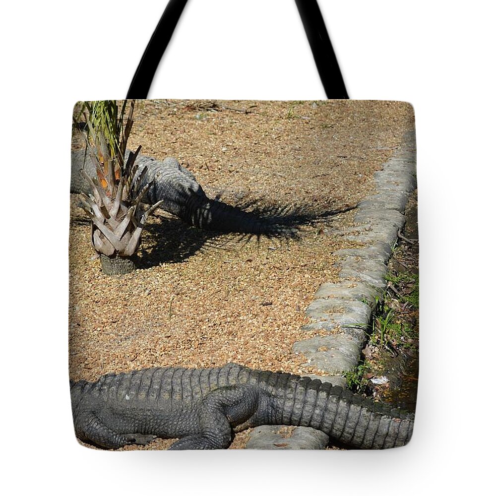 Alligator Tote Bag featuring the photograph Naptime by Linda Kerkau