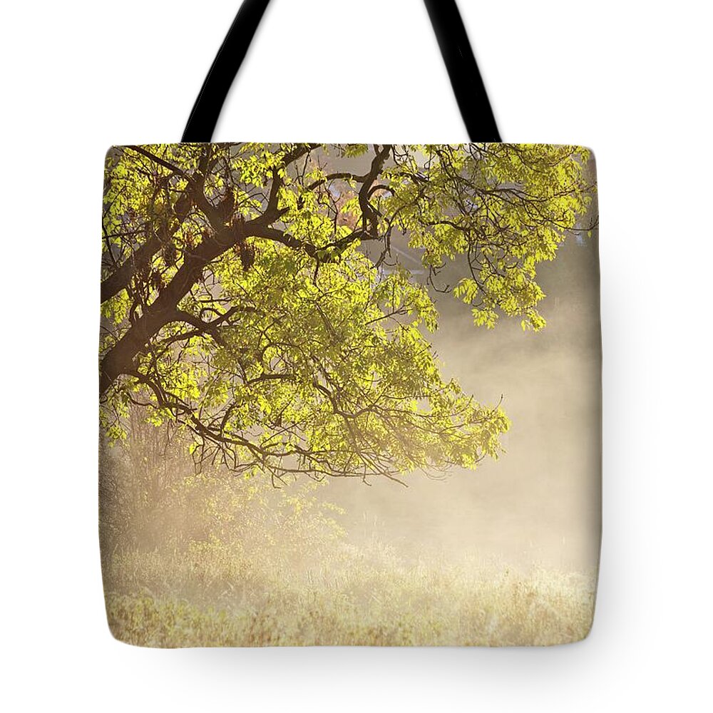 Tree Tote Bag featuring the photograph Nebulous tree by Heiko Koehrer-Wagner