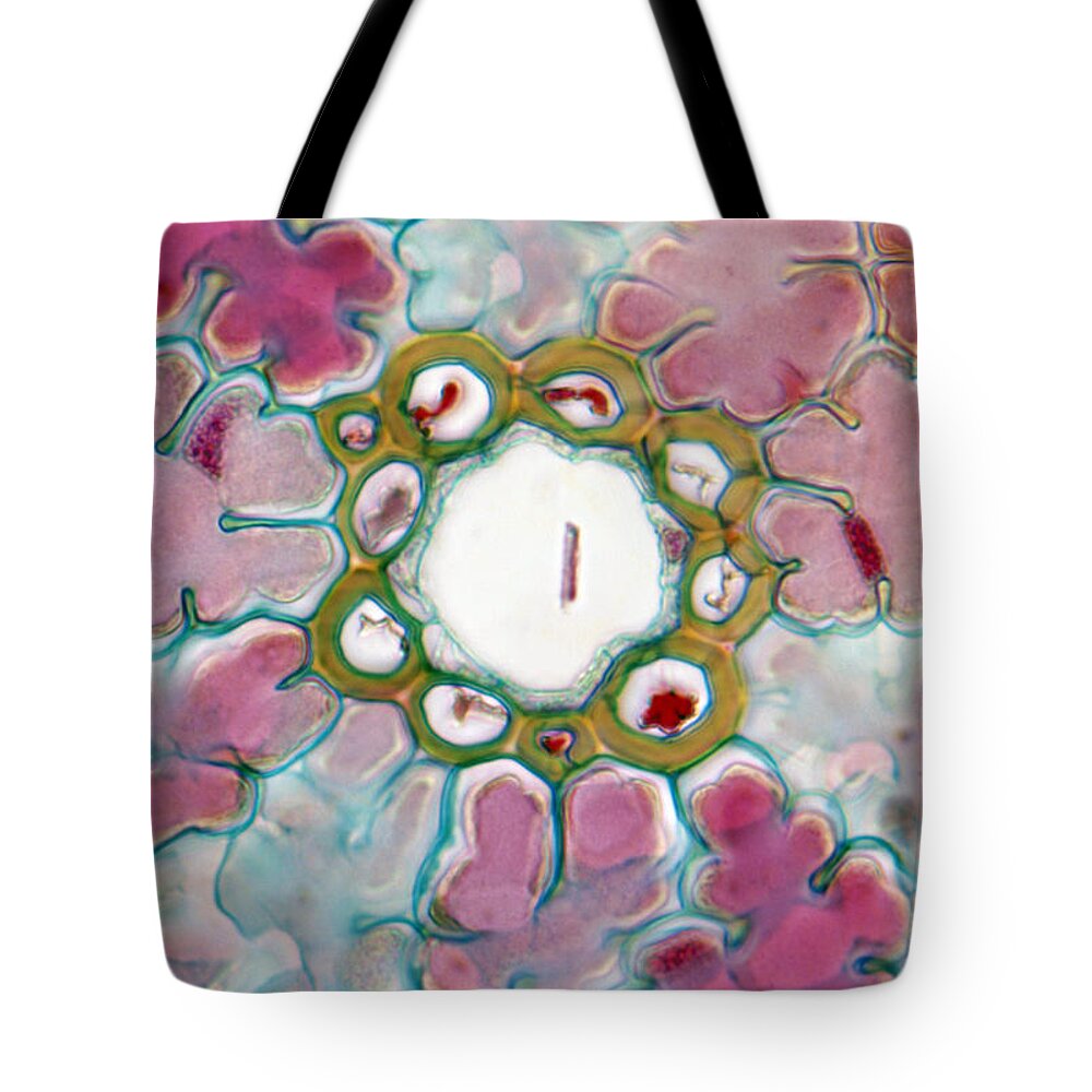 Vertical Tote Bag featuring the photograph Needle-like Pine Leaf Cross-section Lm by De Agostini Picture Library