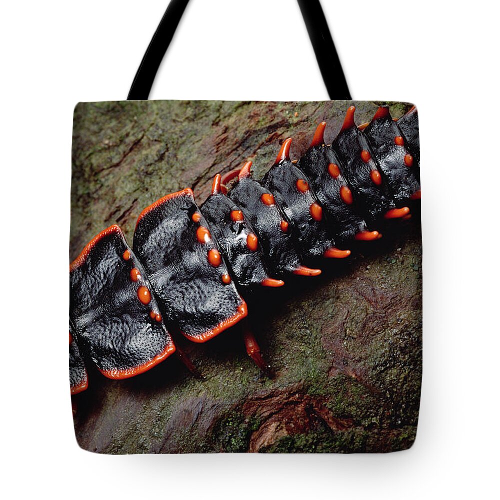 Feb0514 Tote Bag featuring the photograph Net-winged Beetle Borneo by Mark Moffett