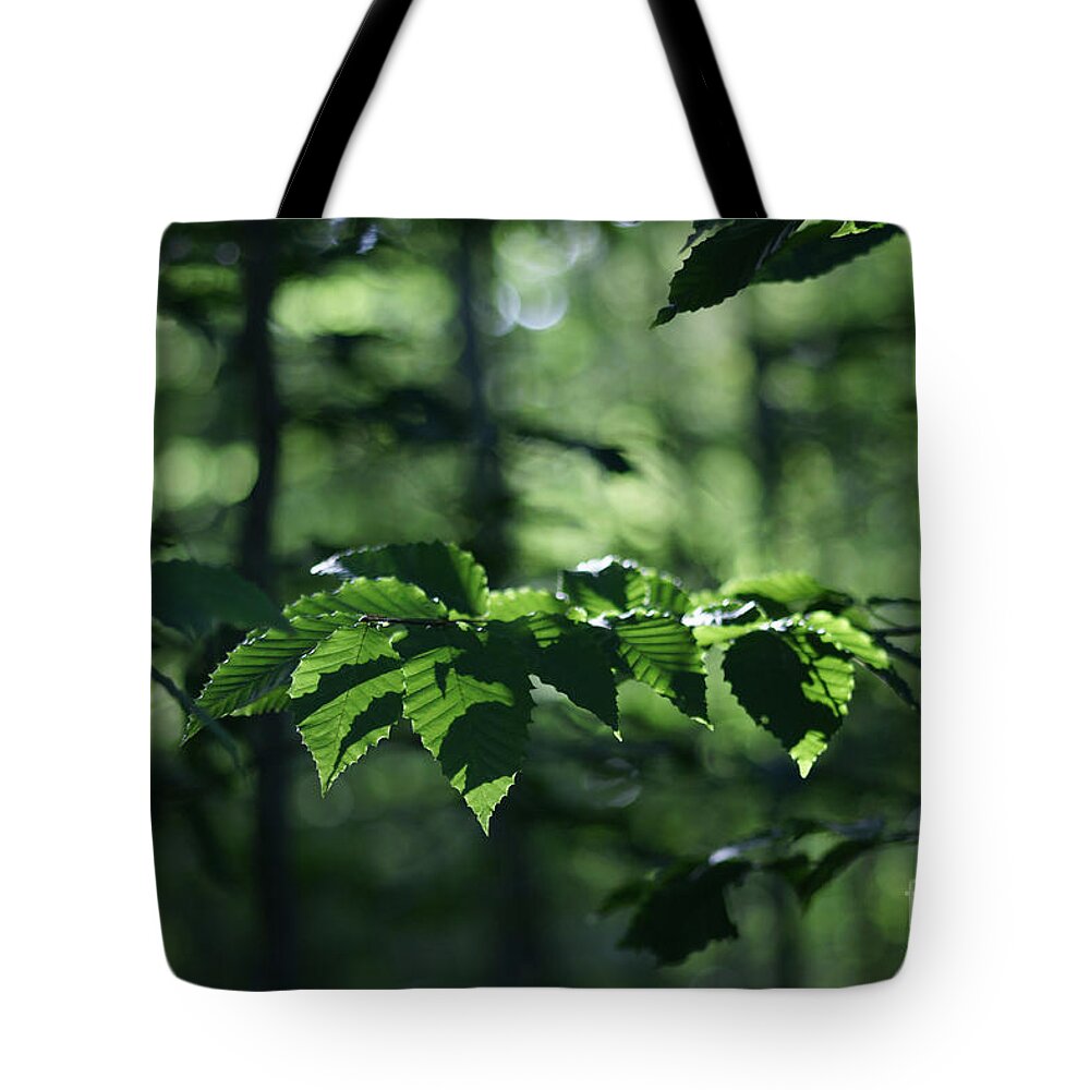Woods Tote Bag featuring the photograph Never Far From My Thoughts by Linda Shafer