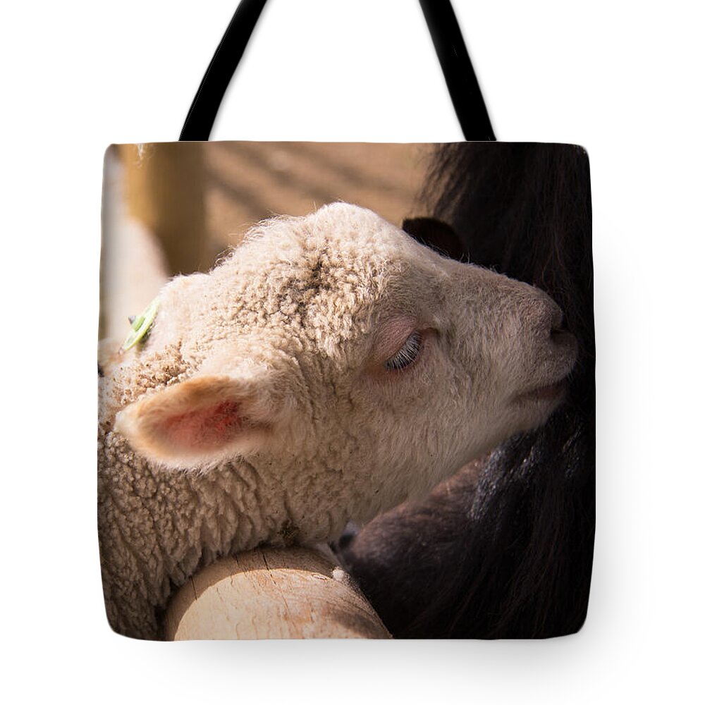 Sheep Tote Bag featuring the photograph New Friends by Kathy Bassett
