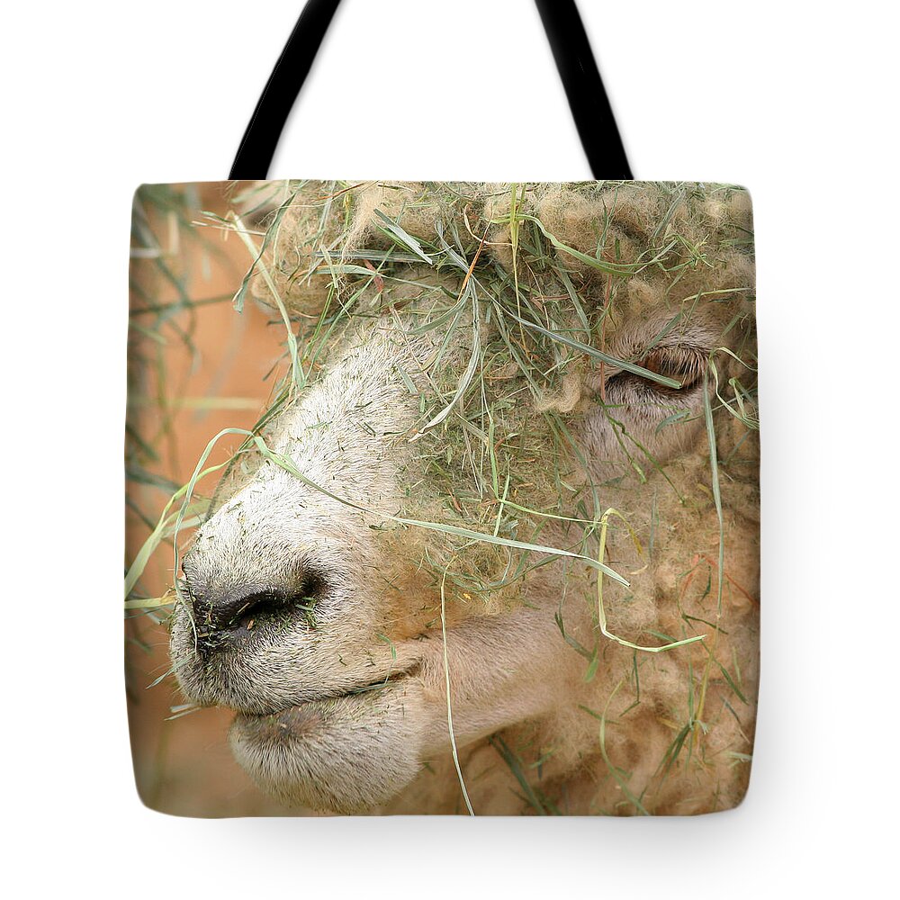 Sheep Tote Bag featuring the photograph New Hair Style by Art Block Collections