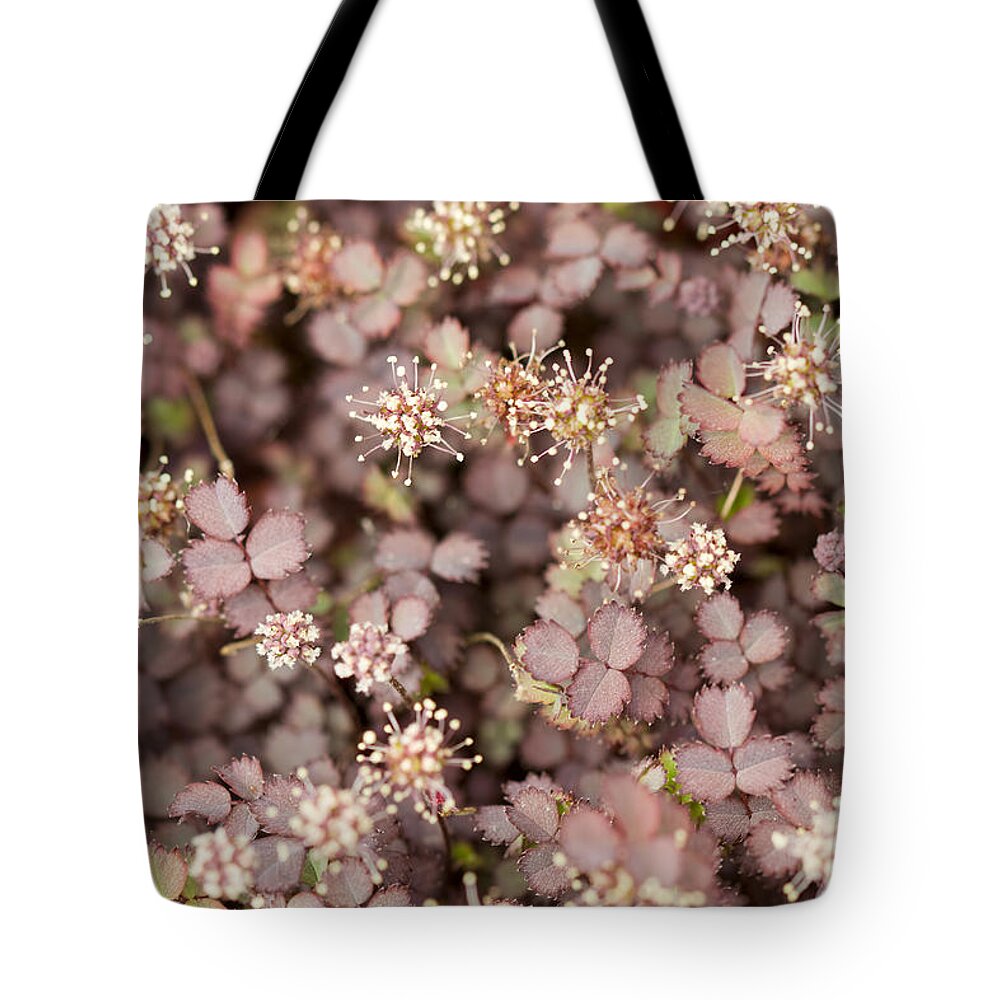 Acaena Tote Bag featuring the photograph New Zealand Burr Groundcover by David Gn