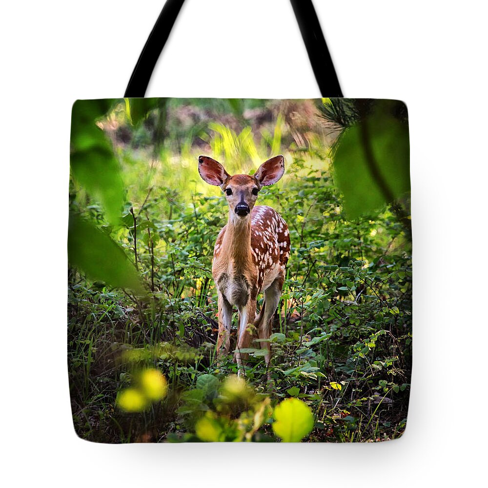 Whitetail Fawn Tote Bag featuring the photograph Newborn Fawn by Michael Dougherty