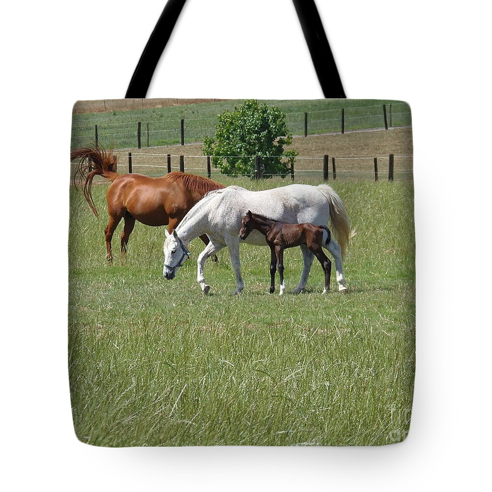 Newborn Foal Tote Bag featuring the photograph Newborn Foal by Bev Conover