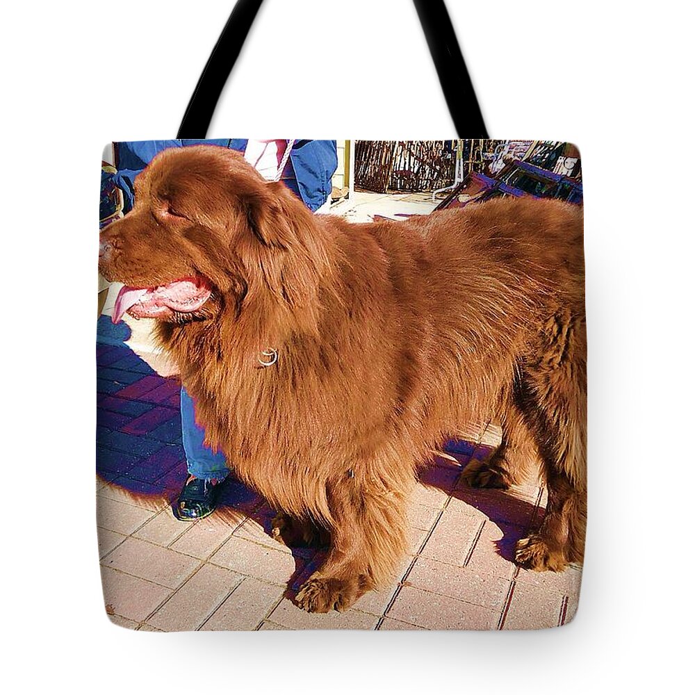 Newfoundland Tote Bag featuring the photograph Newfoundland Dog by Saundra Myles