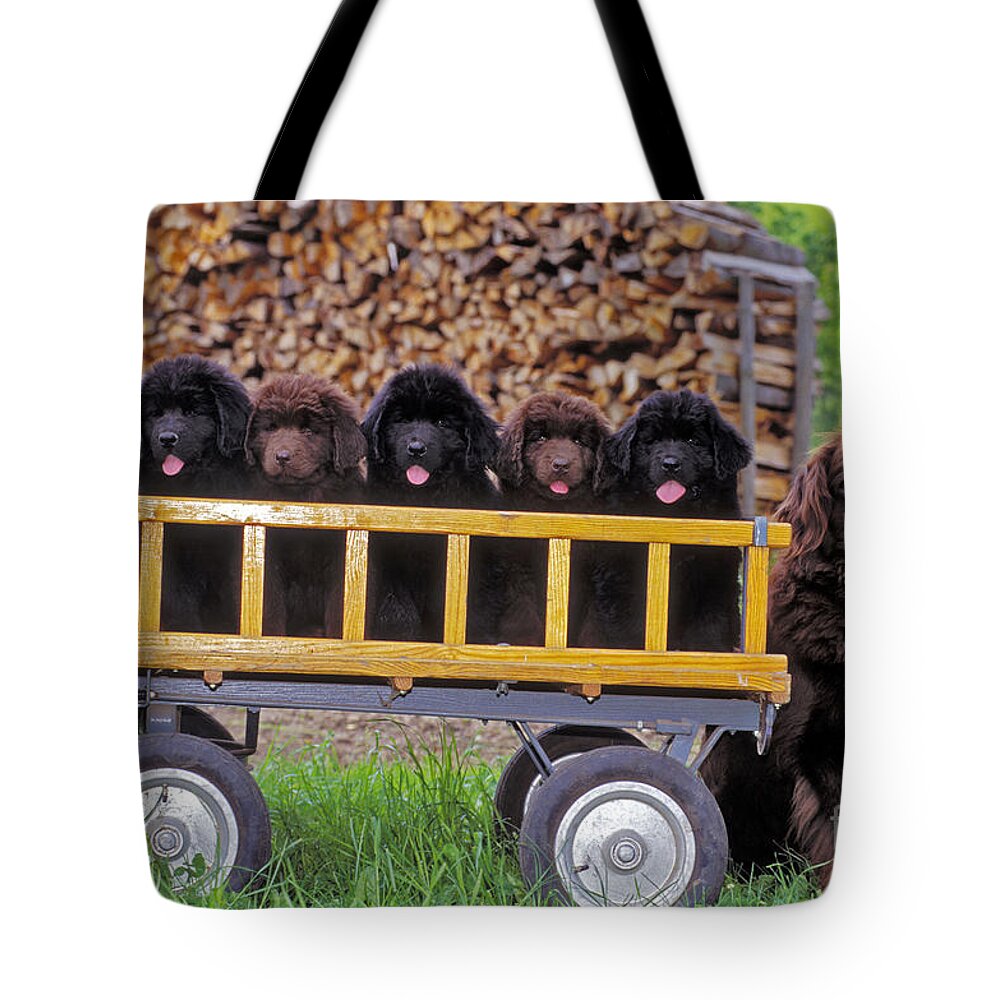 Newfoundland Tote Bag featuring the photograph Newfoundland With Puppies by Rolf Kopfle
