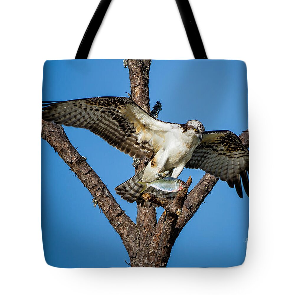 Osprey Tote Bag featuring the photograph Nice Catch by Ronald Lutz