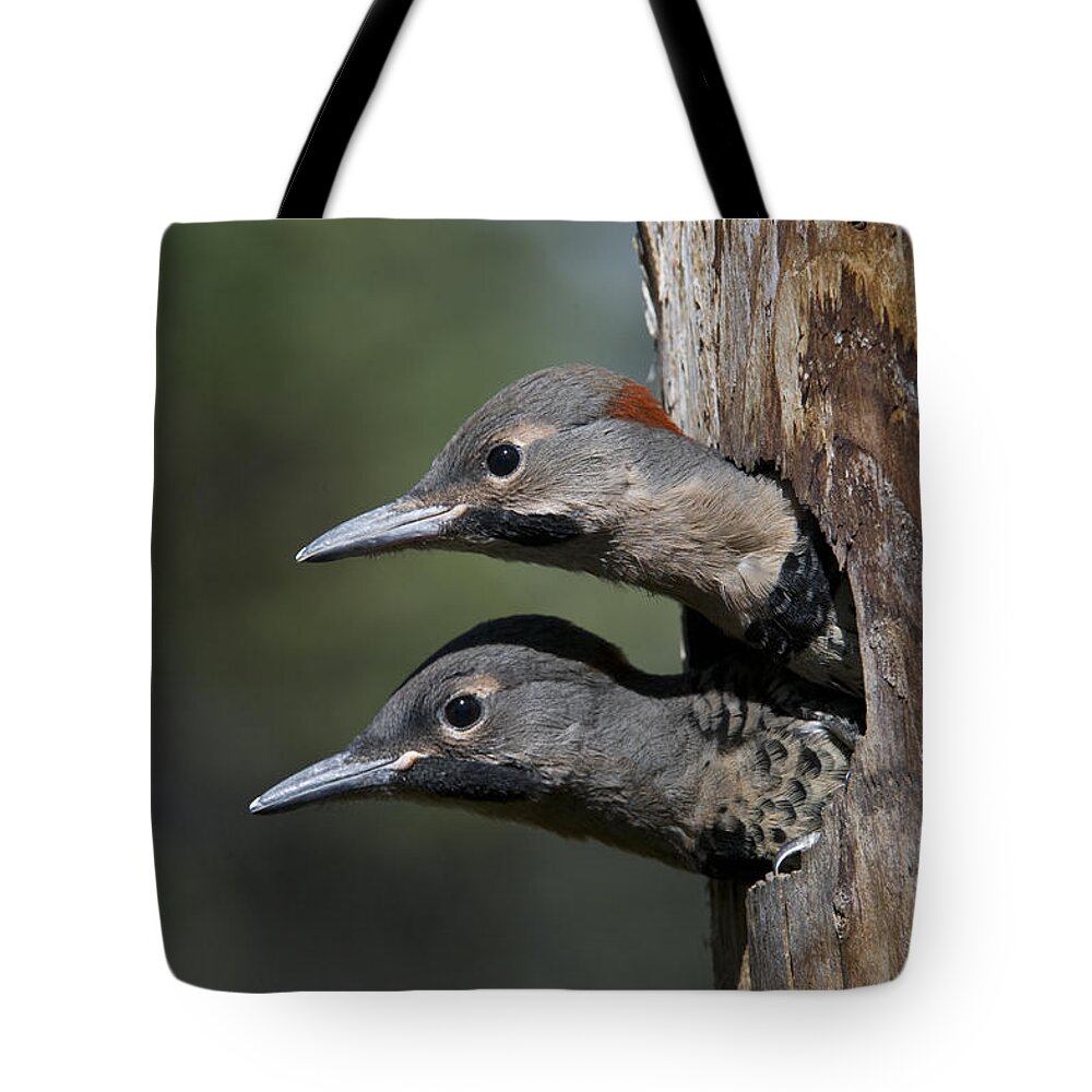 Michael Quinton Tote Bag featuring the photograph Northern Flicker Chicks In Nest Cavity by Michael Quinton