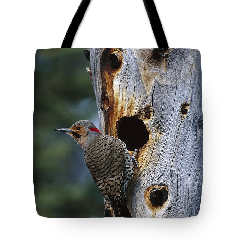 Feb0514 Tote Bag featuring the photograph Northern Flicker Near Nest Cavity Alaska by Michael Quinton